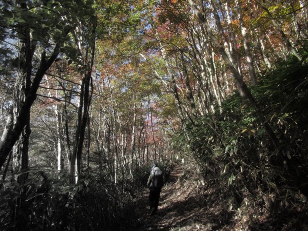 登山道